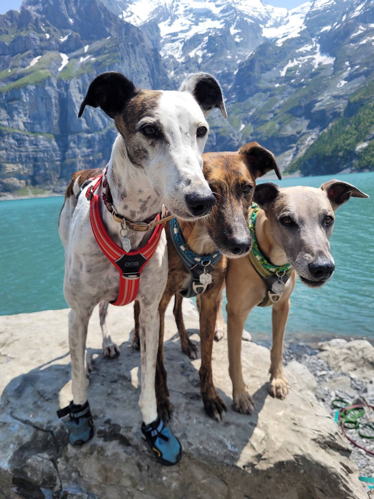 Éducateur canin & pension familiale à Luvigny