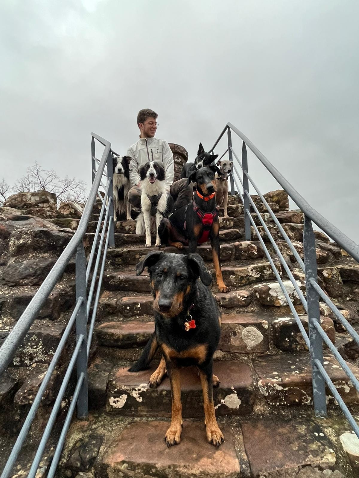 Éducateur canin dans les Vosges