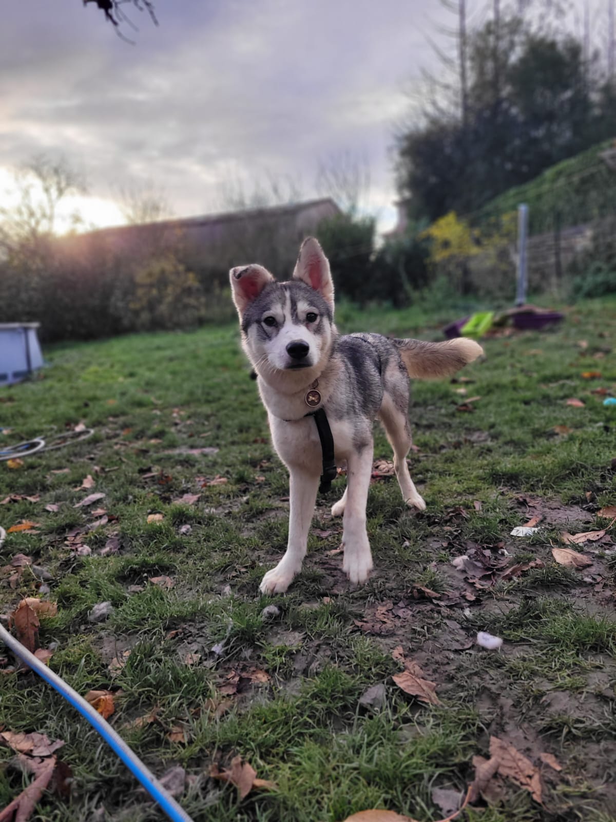 Éducateur canin & pension familiale à Luvigny