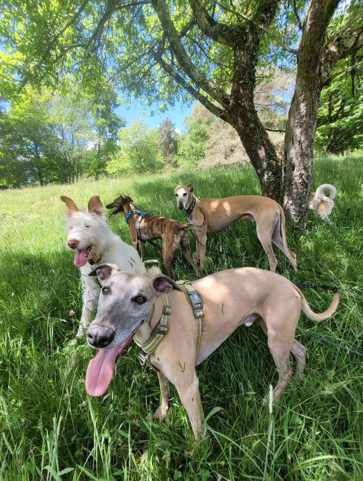 Éducateur canin & pension familiale à Luvigny