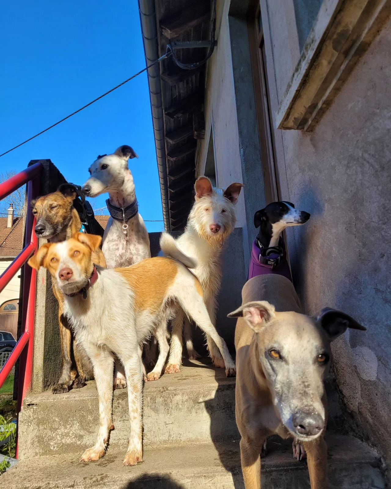Pension canine familiale à Luvigny