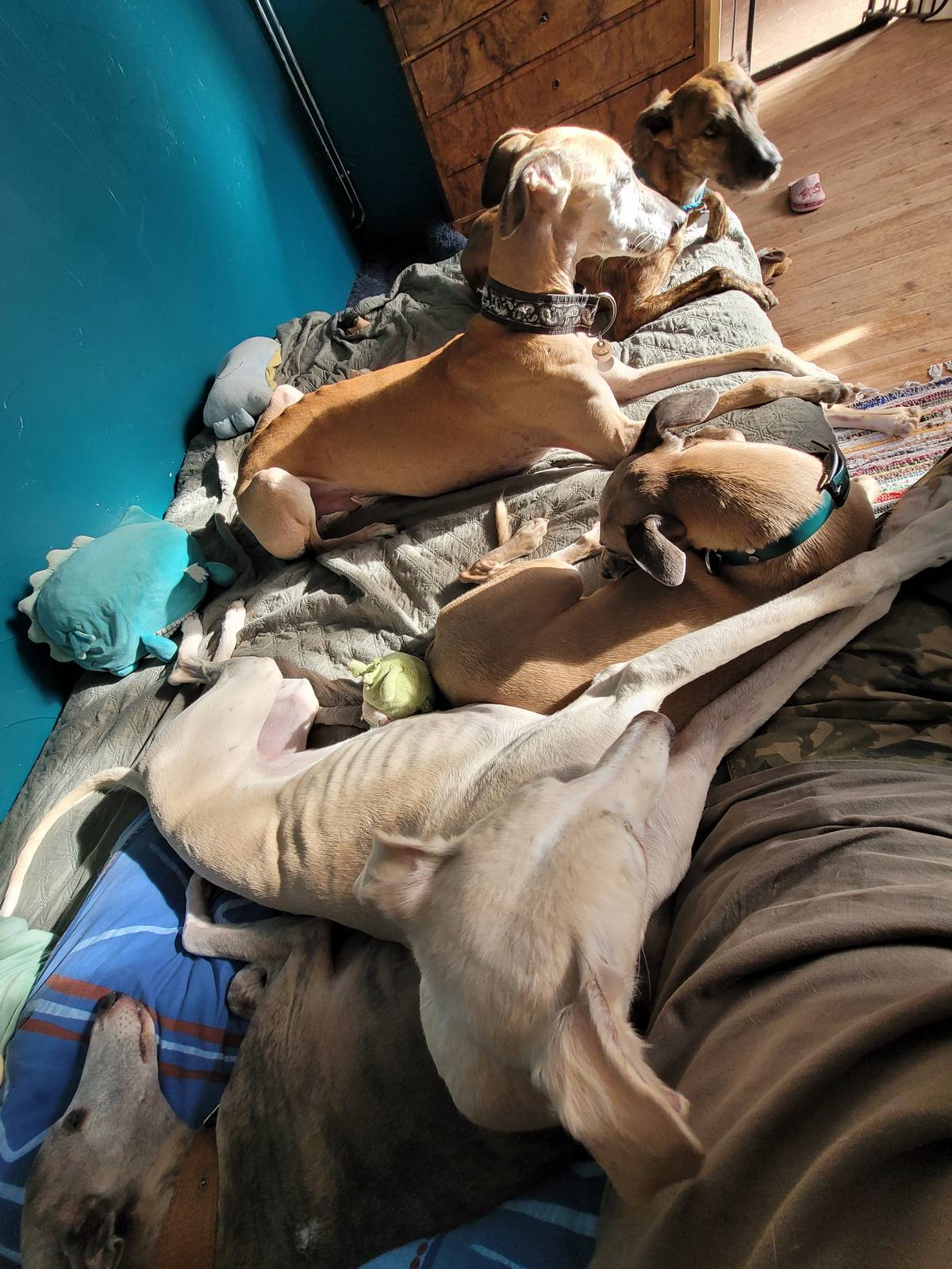 Éducateur canin & pension familiale à Luvigny