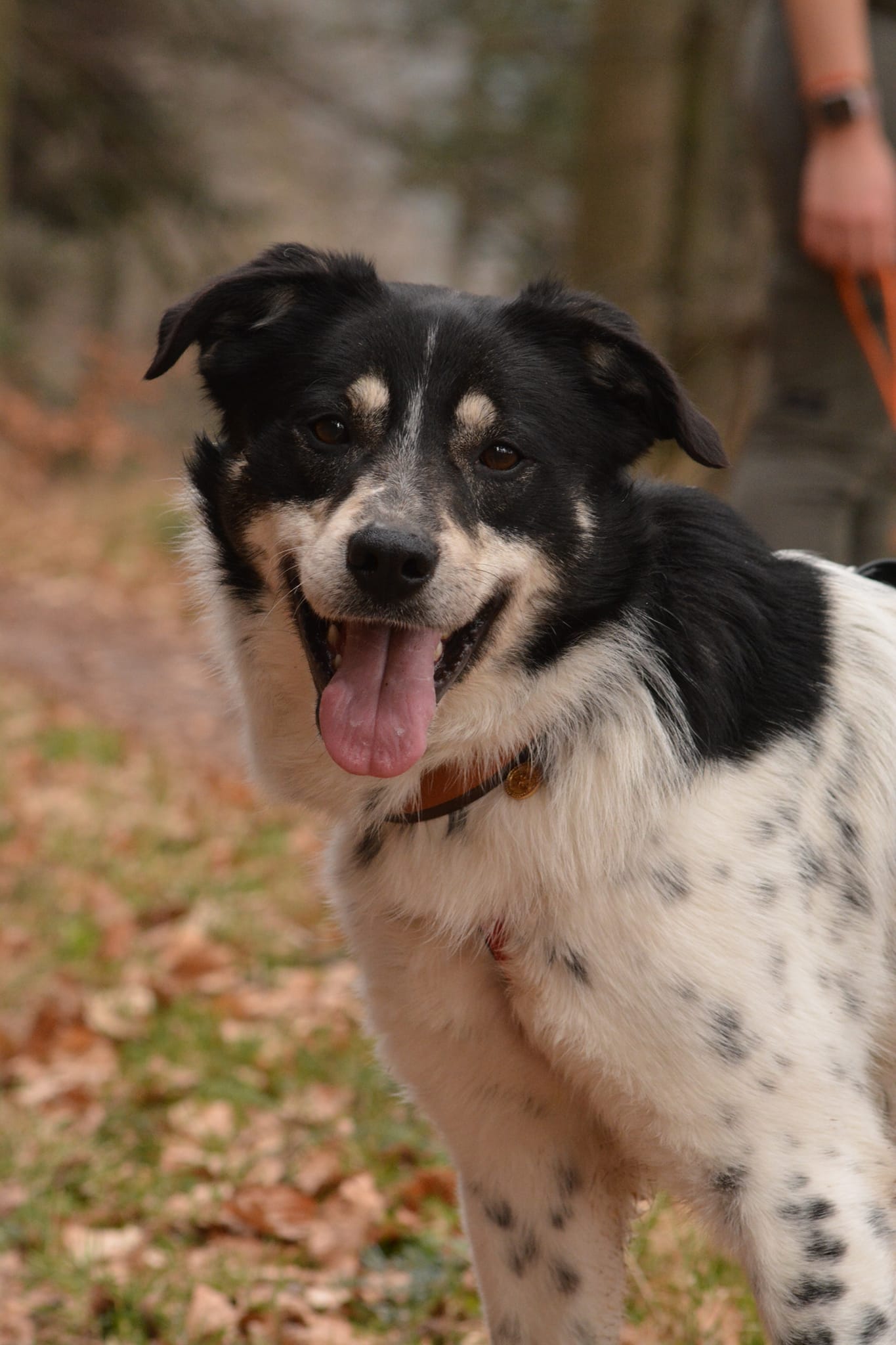 Éducateur canin dans les Vosges