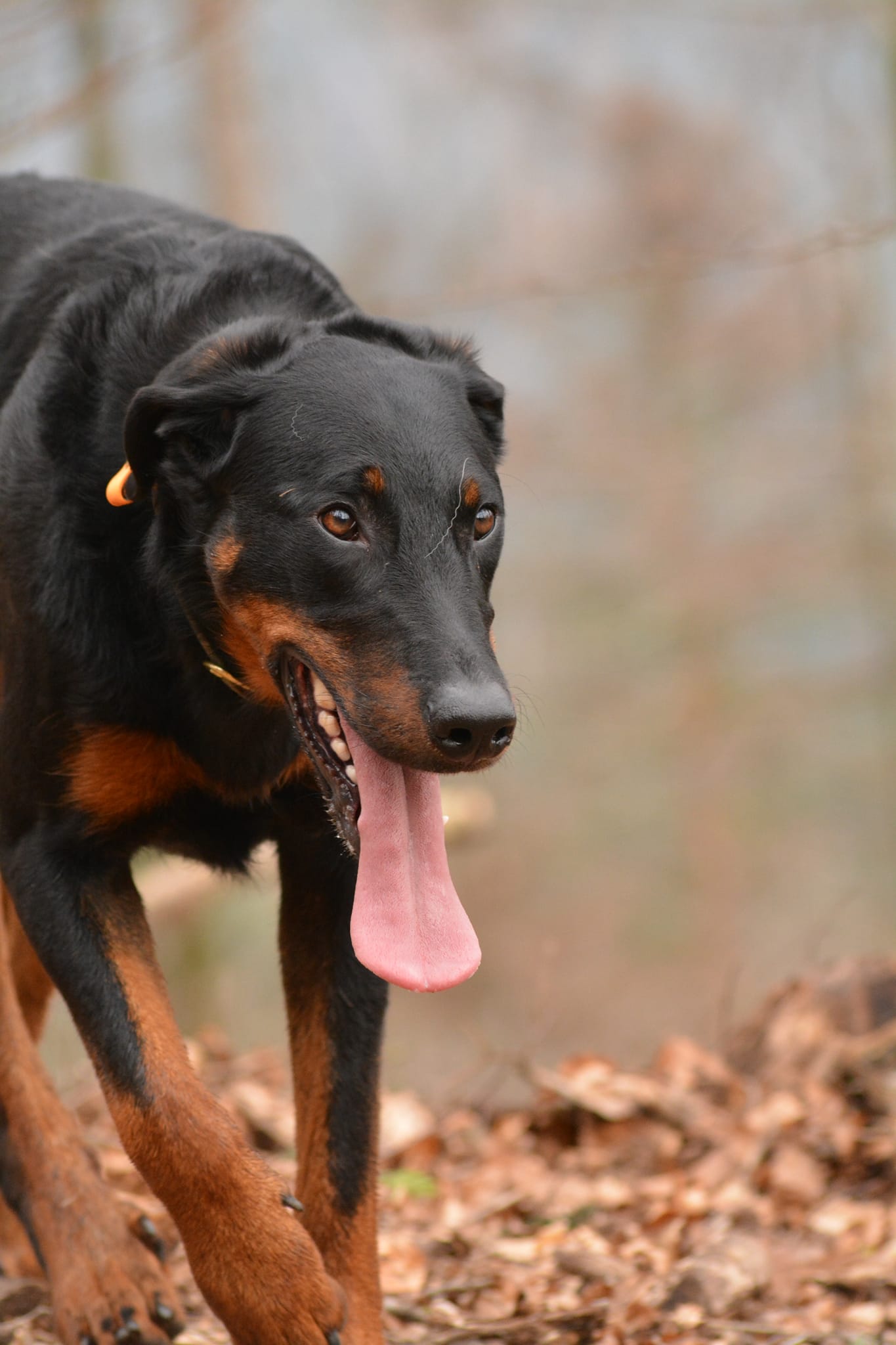 Éducateur canin dans les Vosges